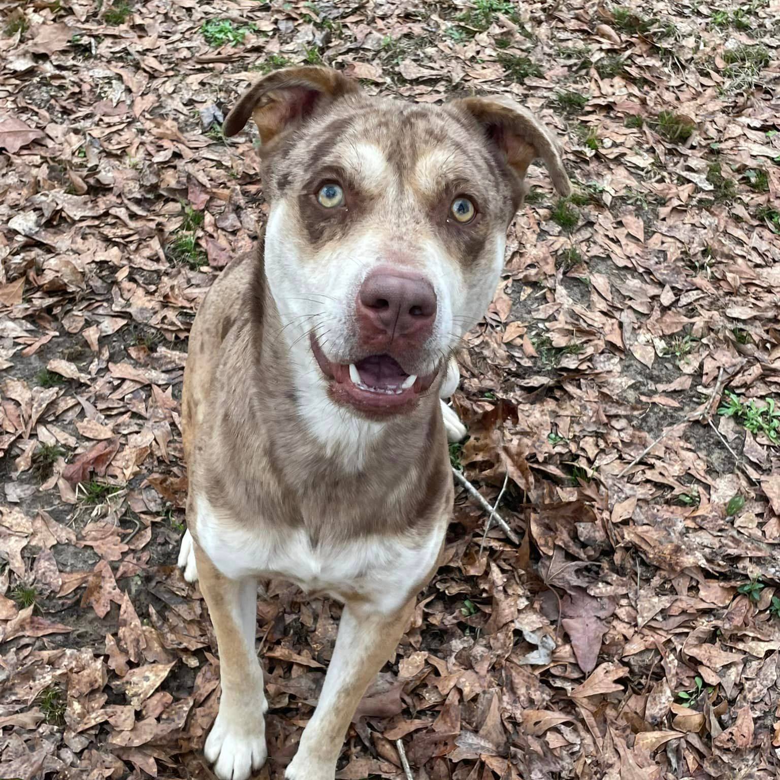 Rummy, an adoptable Catahoula Leopard Dog, Mixed Breed in Demopolis, AL, 36732 | Photo Image 2