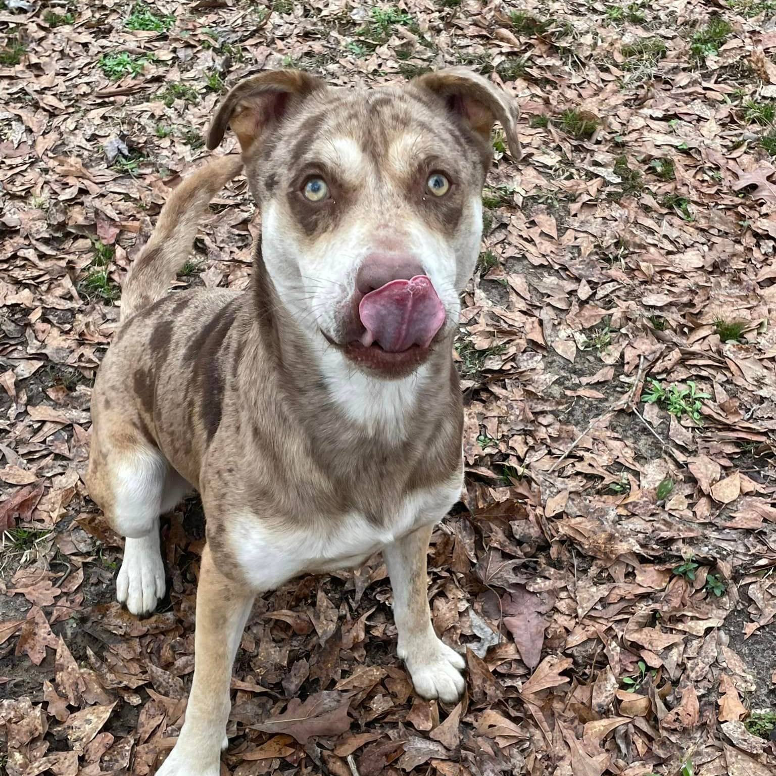 Rummy, an adoptable Catahoula Leopard Dog, Mixed Breed in Demopolis, AL, 36732 | Photo Image 3