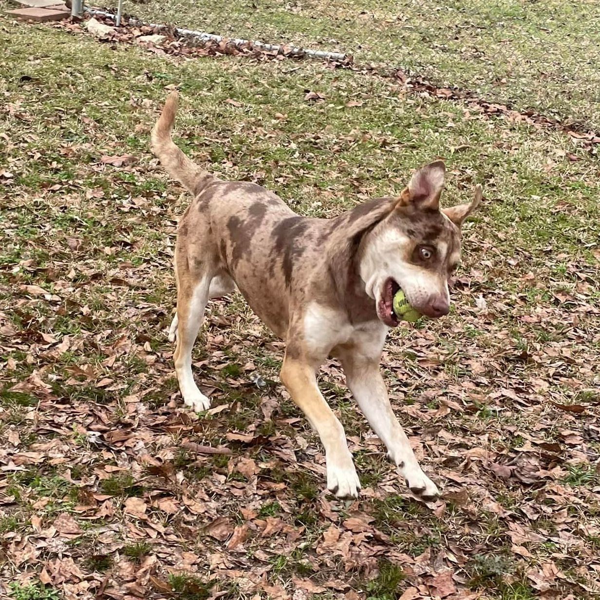 Rummy, an adoptable Catahoula Leopard Dog, Mixed Breed in Demopolis, AL, 36732 | Photo Image 4