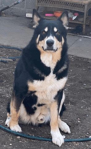 Fenris, an adoptable German Shepherd Dog, Husky in Pasco, WA, 99301 | Photo Image 2