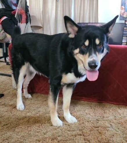 Fenris, an adoptable German Shepherd Dog, Husky in Pasco, WA, 99301 | Photo Image 3
