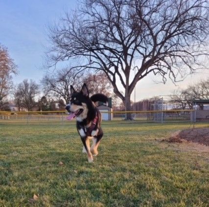 Fenris, an adoptable German Shepherd Dog, Husky in Pasco, WA, 99301 | Photo Image 4