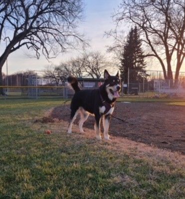 Fenris, an adoptable German Shepherd Dog, Husky in Pasco, WA, 99301 | Photo Image 5
