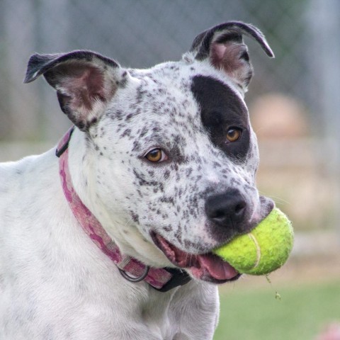 Luna, an adoptable Australian Cattle Dog / Blue Heeler & Pit Bull Terrier Mix in Evansville, IN_image-4