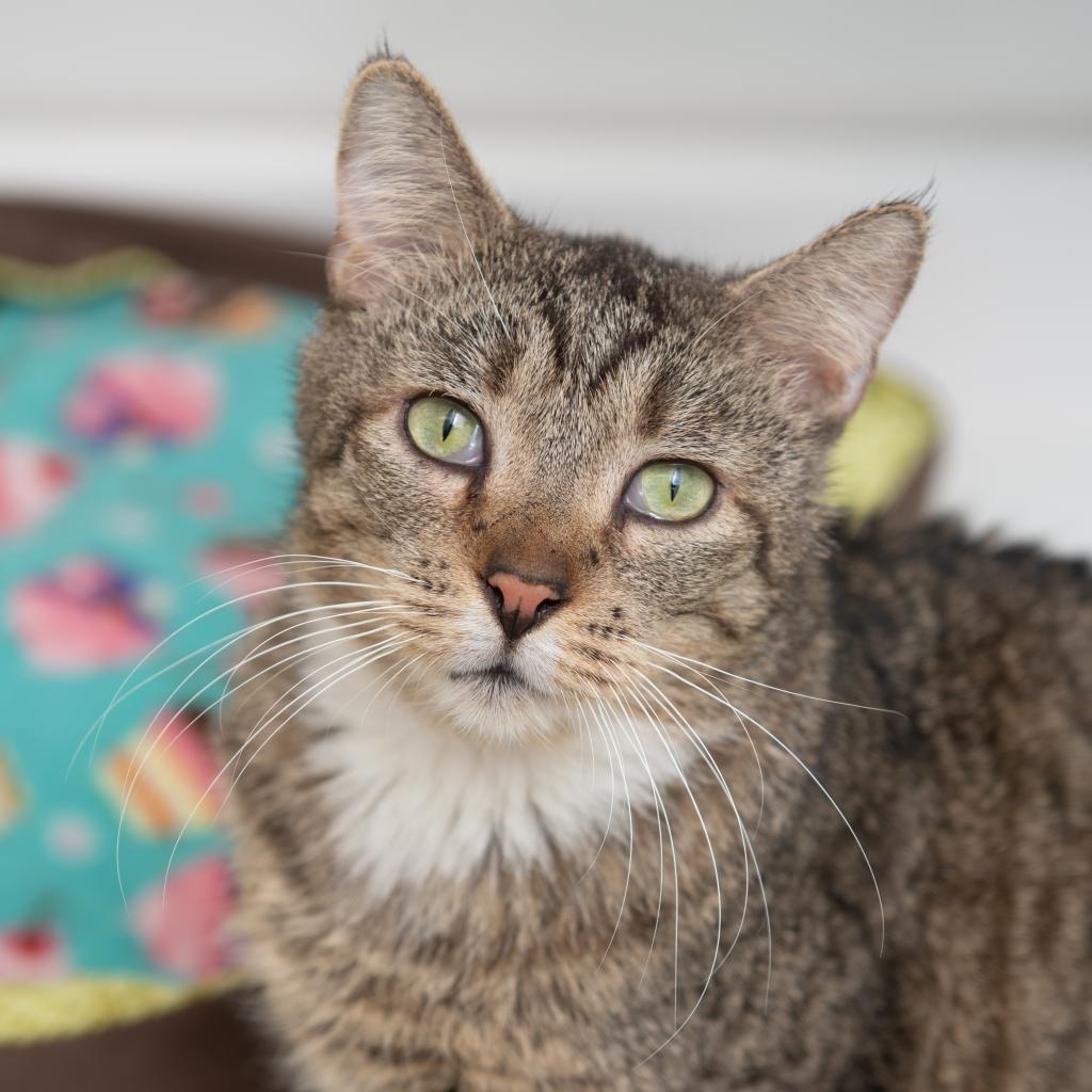 Blakely, an adoptable Domestic Short Hair in Kanab, UT, 84741 | Photo Image 1