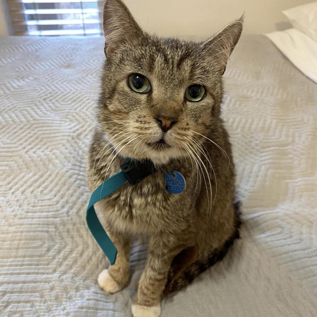 Blakely, an adoptable Domestic Short Hair in Kanab, UT, 84741 | Photo Image 2