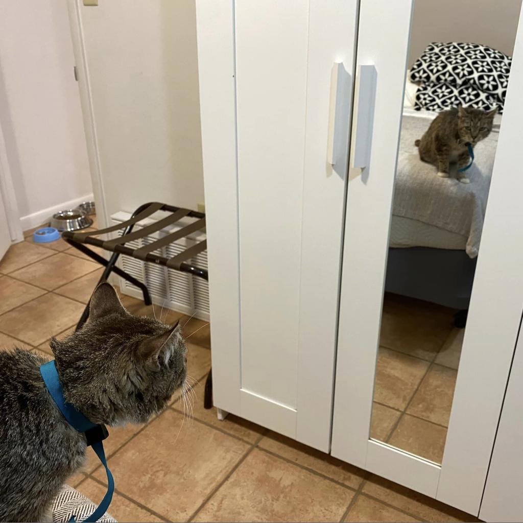 Blakely, an adoptable Domestic Short Hair in Kanab, UT, 84741 | Photo Image 3