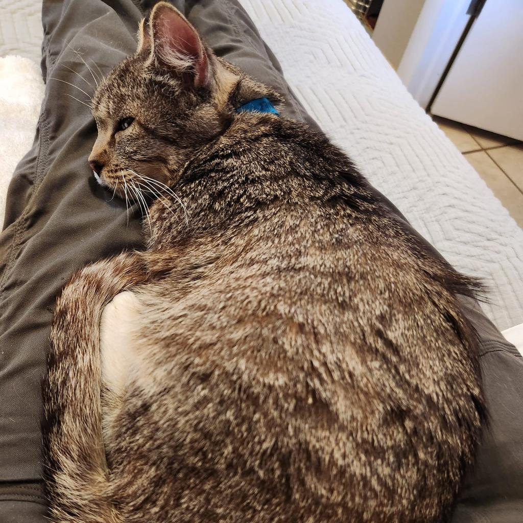 Blakely, an adoptable Domestic Short Hair in Kanab, UT, 84741 | Photo Image 4