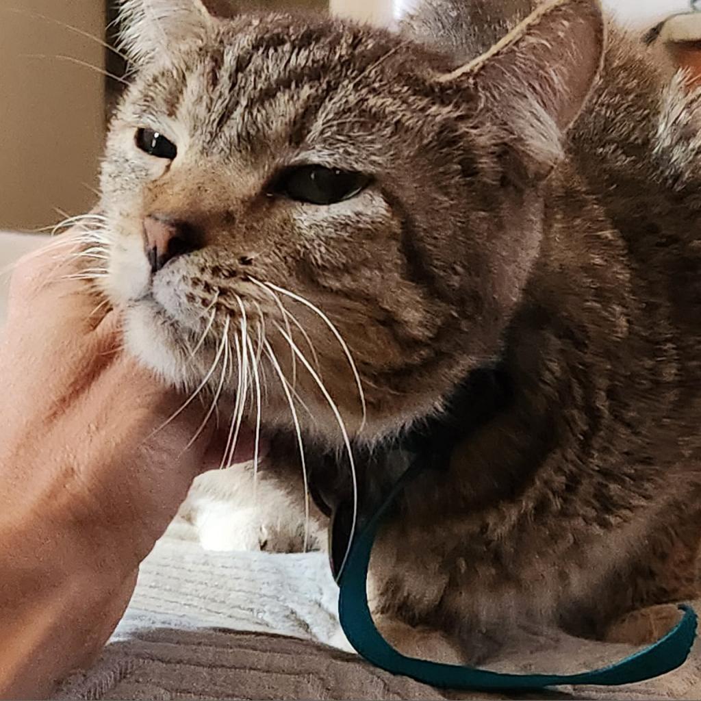 Blakely, an adoptable Domestic Short Hair in Kanab, UT, 84741 | Photo Image 5