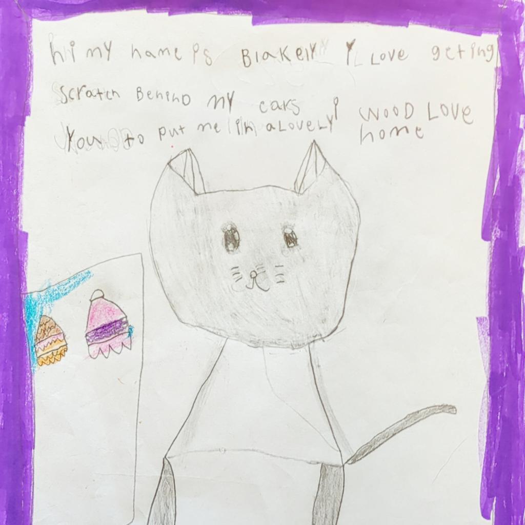 Blakely, an adoptable Domestic Short Hair in Kanab, UT, 84741 | Photo Image 6