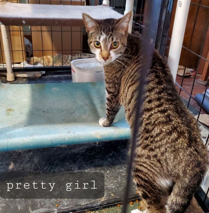 Pretty Girl, an adopted Domestic Short Hair in St. Cloud, MN_image-1