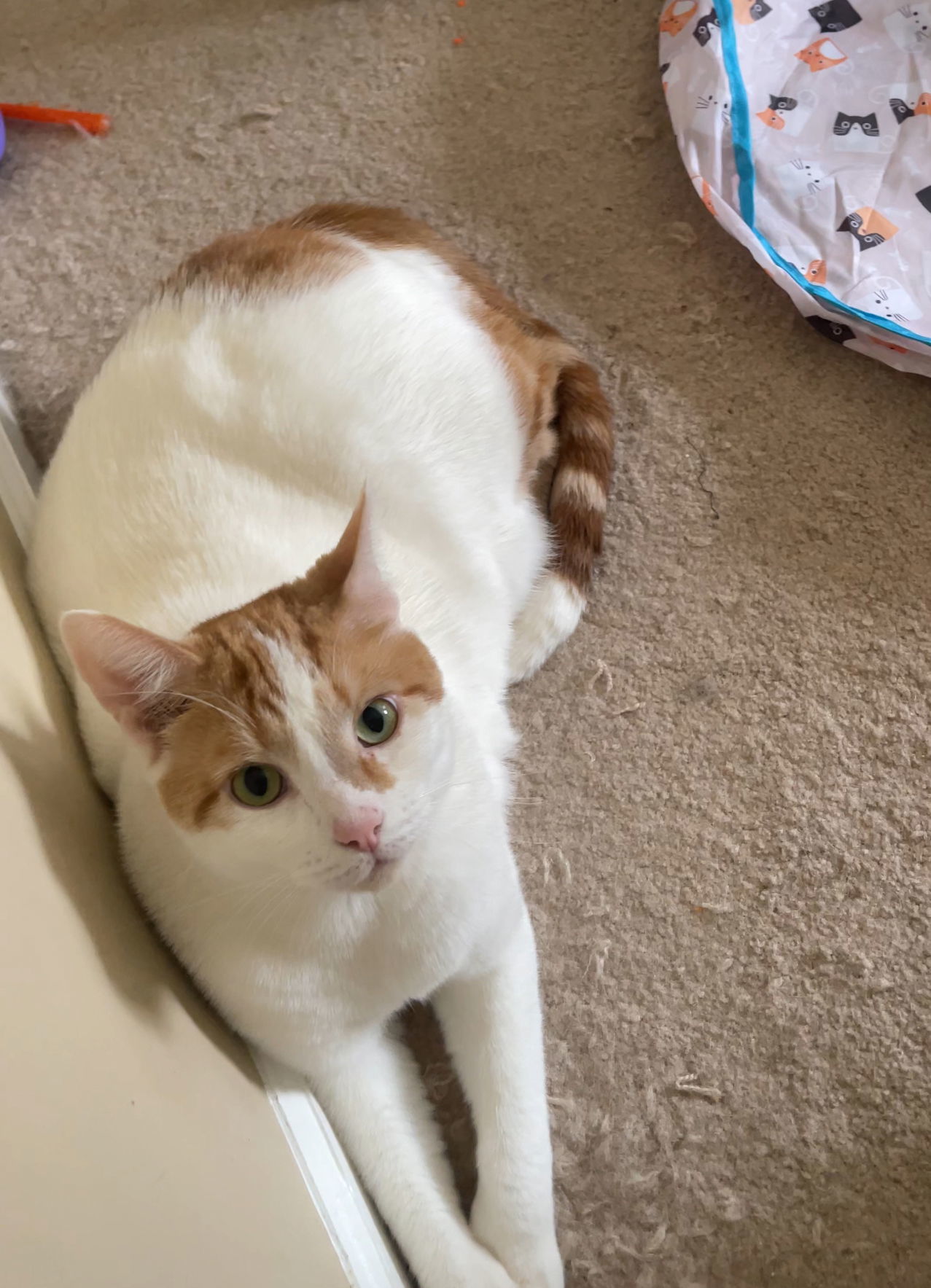 Luca