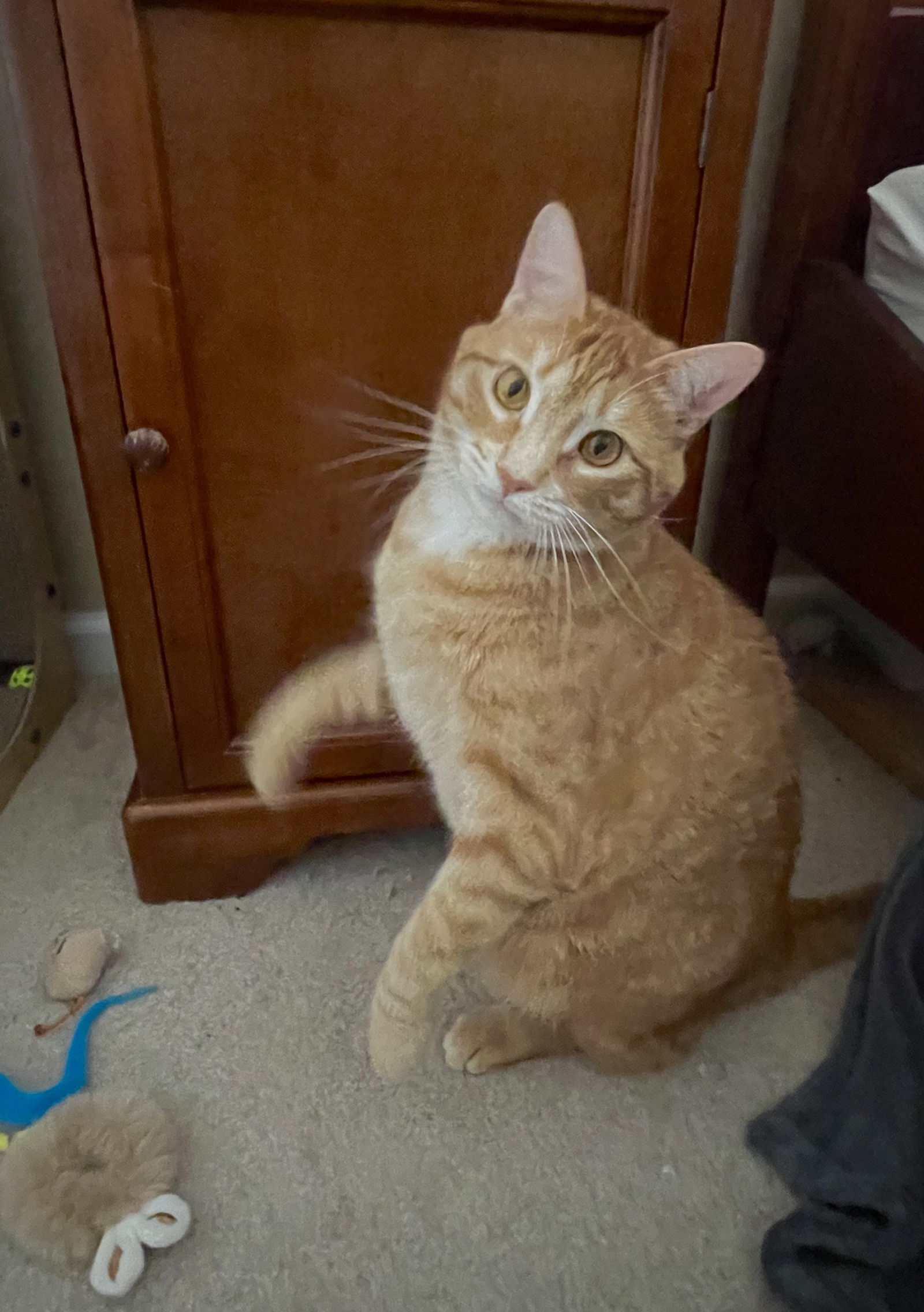 Ozzie
