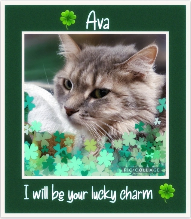 Ava, an adopted Domestic Long Hair & Tabby Mix in Highland, IN_image-1