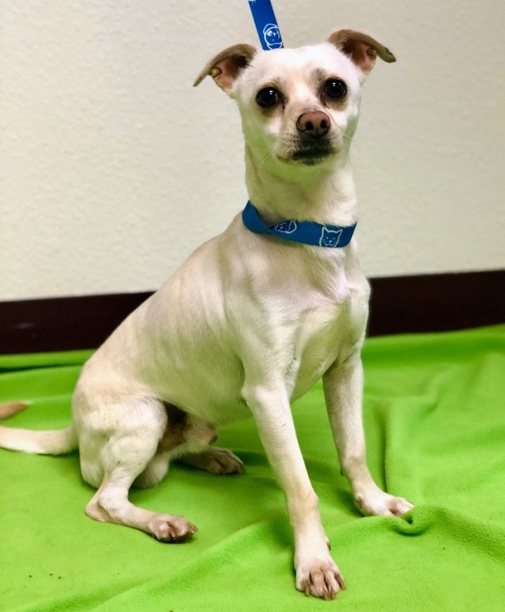 Zurg, an adoptable Chihuahua & Terrier Mix in Jamestown, CA_image-2