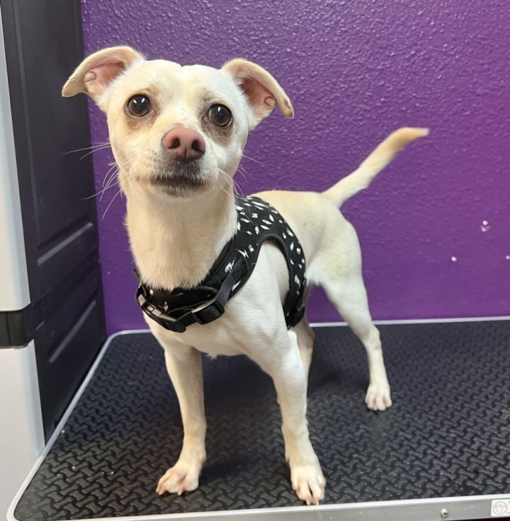 Zurg, an adoptable Chihuahua & Terrier Mix in Jamestown, CA_image-4