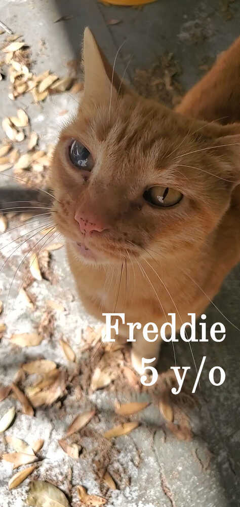 Freddie detail page