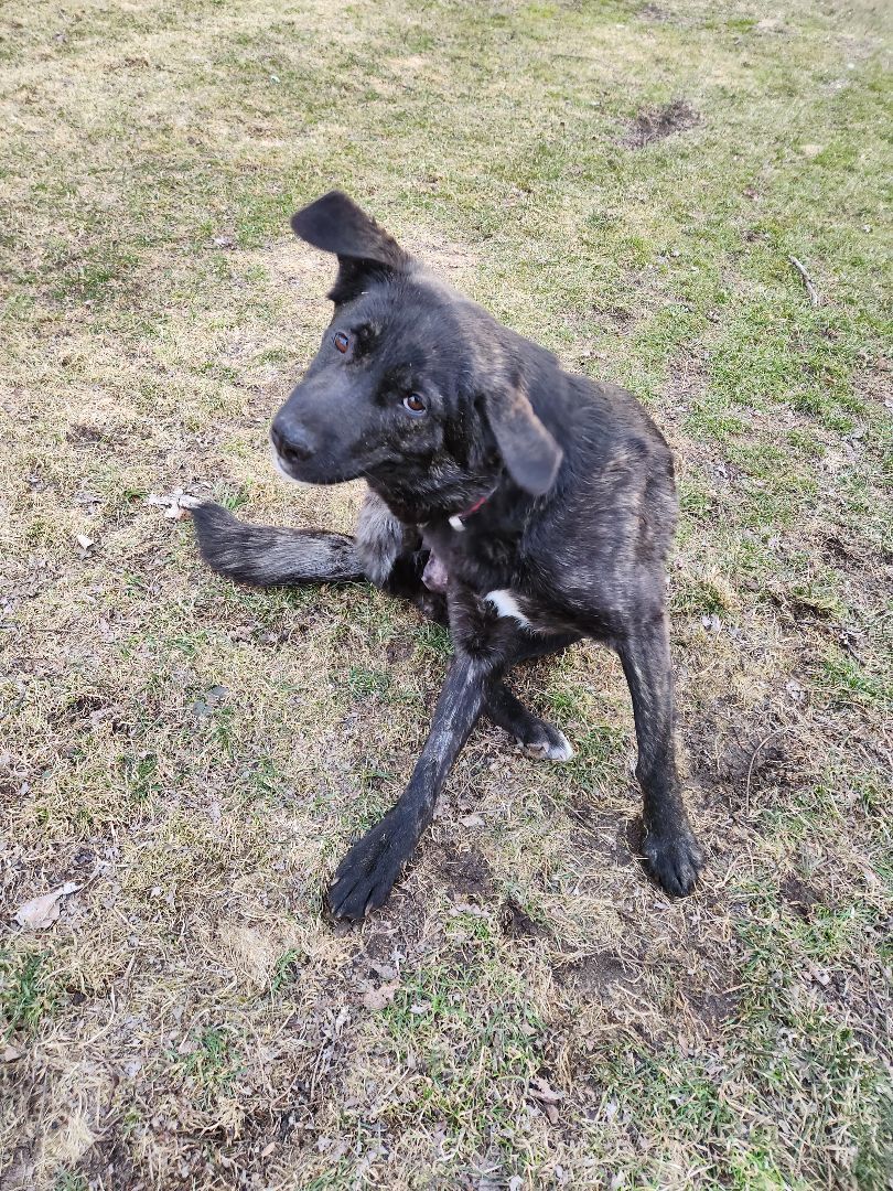 Dutch shepherd border collie hot sale mix