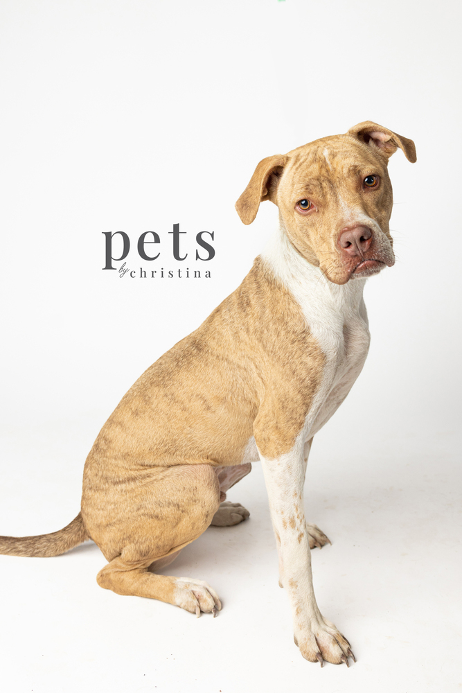Branson Pup - Bubba, an adoptable Mixed Breed, Terrier in Warrenton, MO, 63383 | Photo Image 2