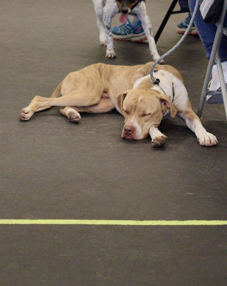 Branson Pup - Bubba, an adoptable Mixed Breed, Terrier in Warrenton, MO, 63383 | Photo Image 4