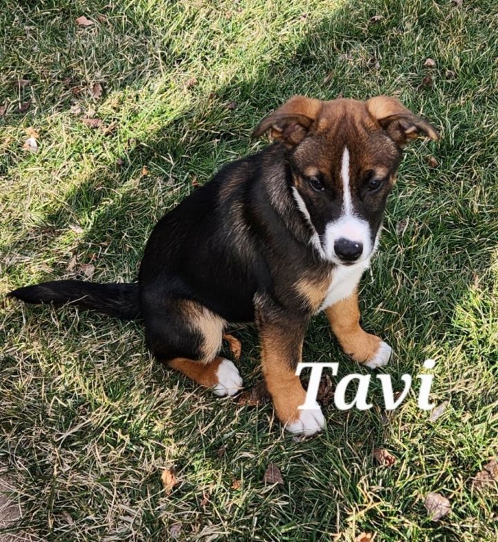 Tavi, an adopted Shepherd & Terrier Mix in Oswego, IL_image-3