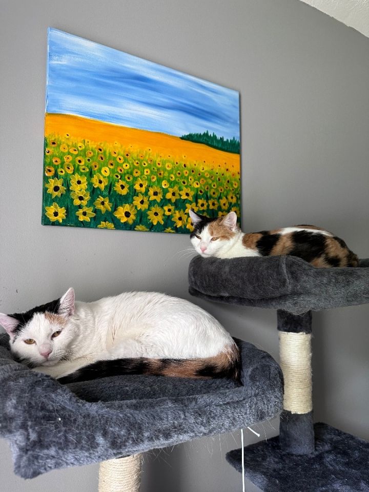 Betty Boop & Betty White, an adopted Domestic Short Hair & Calico Mix in Omaha, NE_image-1