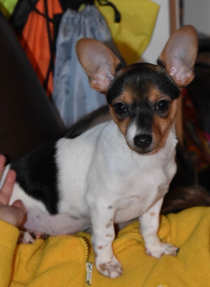 Bean, an adopted Chihuahua in Cincinnati, OH_image-2