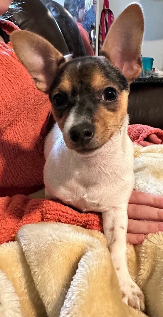 Bean, an adopted Chihuahua in Cincinnati, OH_image-1