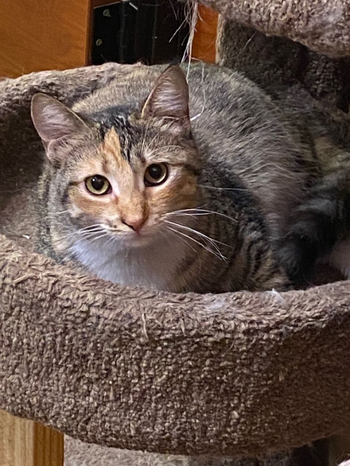 Cat for adoption Ella a Torbie in Beaumont TX Petfinder