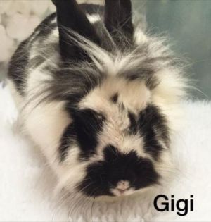Gigi Lionhead Rabbit