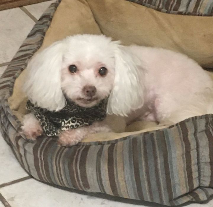 Sparkles - 866, an adopted Maltipoo & Bichon Frise Mix in Dallas, TX_image-1