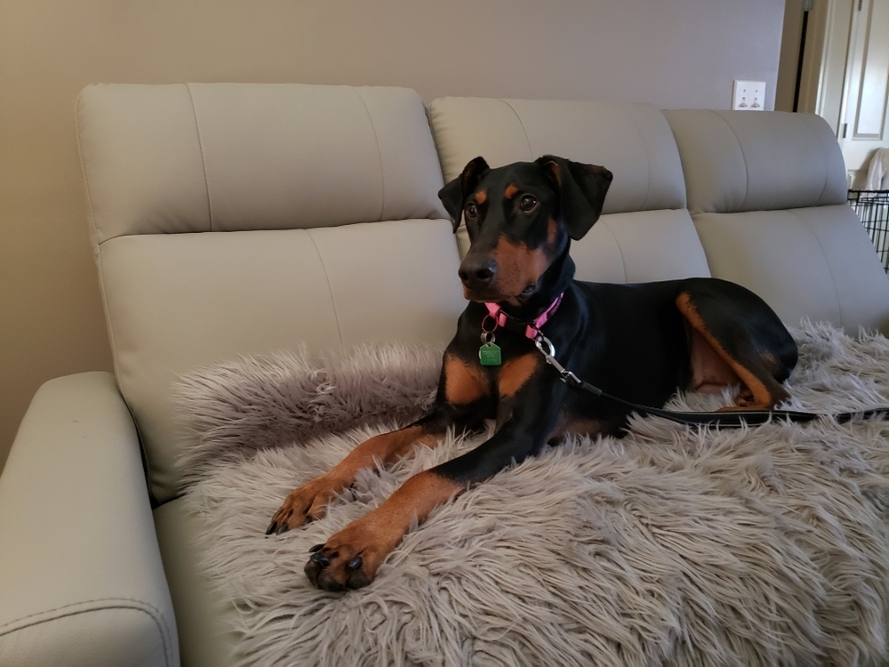Kamy (Located in CALGARY, AB), an adoptable Doberman Pinscher in Edmonton, AB, T6E 0T7 | Photo Image 1