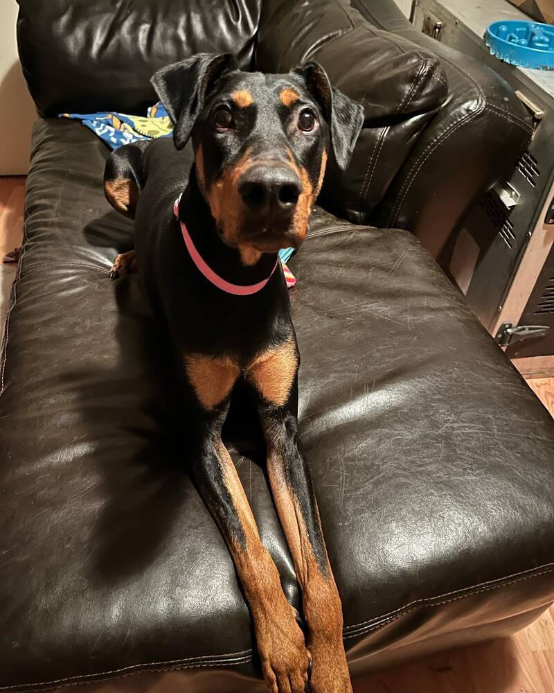 Kamy (Located in CALGARY, AB), an adoptable Doberman Pinscher in Edmonton, AB, T6E 0T7 | Photo Image 3