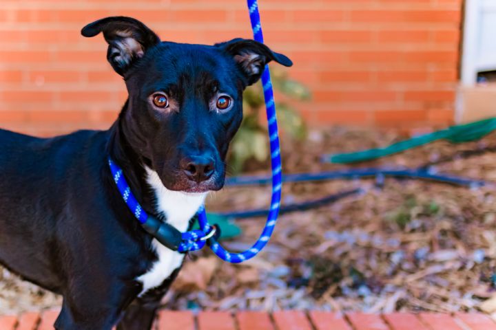 Dog for adoption - Storm, an American Staffordshire Terrier & Boston ...