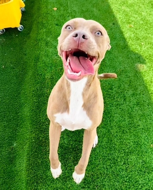 Joy, an adoptable Pit Bull Terrier in Birmingham, AL, 35201 | Photo Image 1