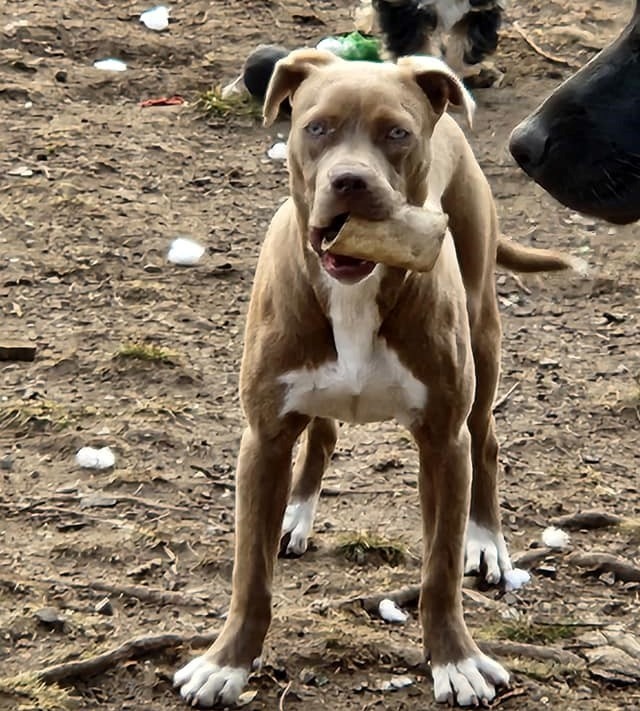 Joy, an adoptable Pit Bull Terrier in Birmingham, AL, 35201 | Photo Image 3