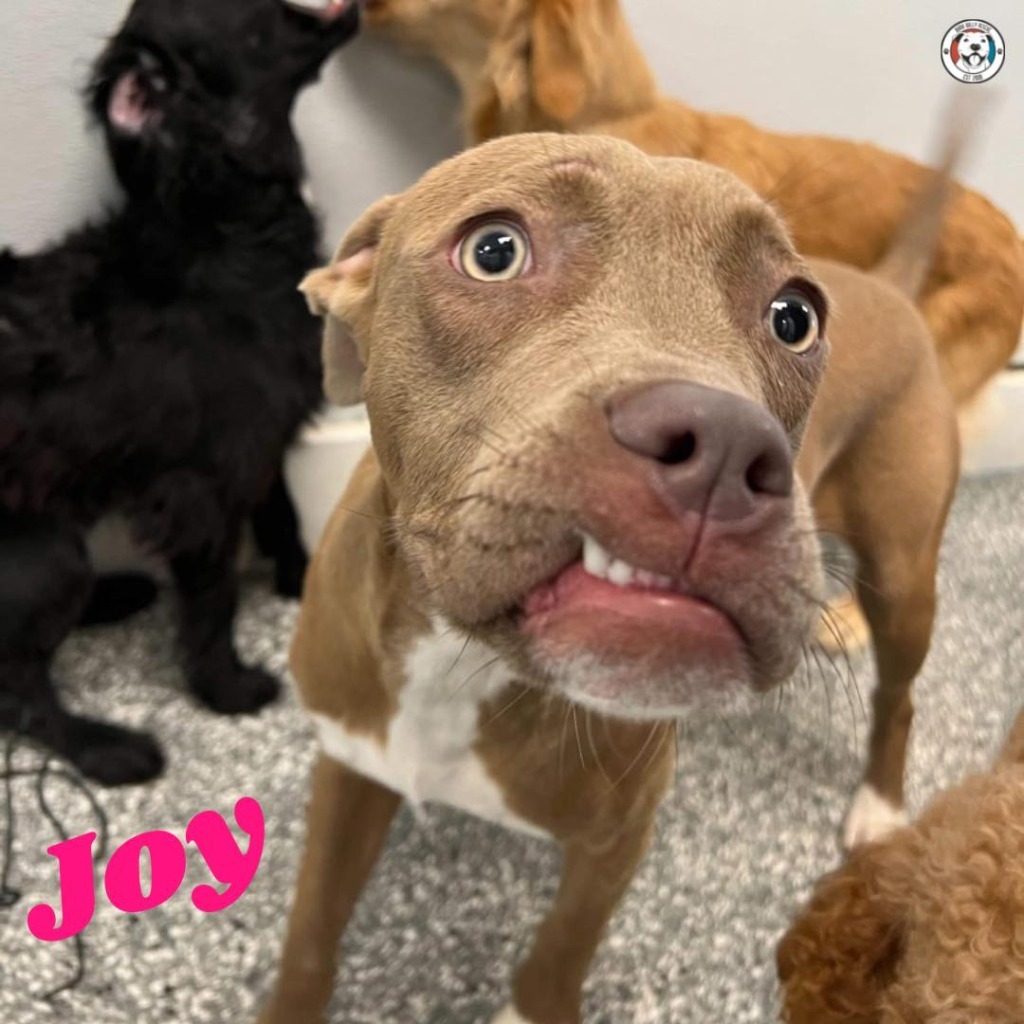 Joy, an adoptable Pit Bull Terrier in Birmingham, AL, 35201 | Photo Image 4