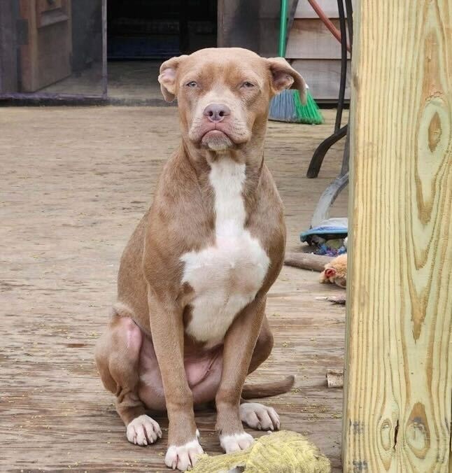 Joy, an adoptable Pit Bull Terrier in Birmingham, AL, 35201 | Photo Image 5