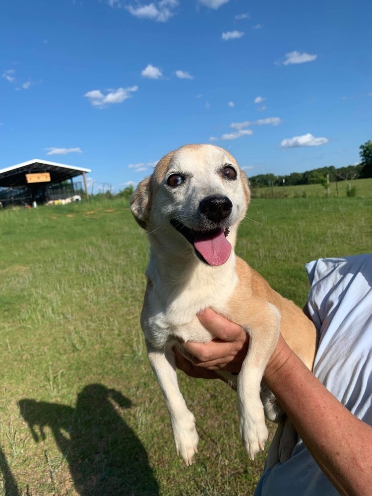 Izzy, an adoptable Chihuahua, Jack Russell Terrier in Troy, AL, 36081 | Photo Image 2