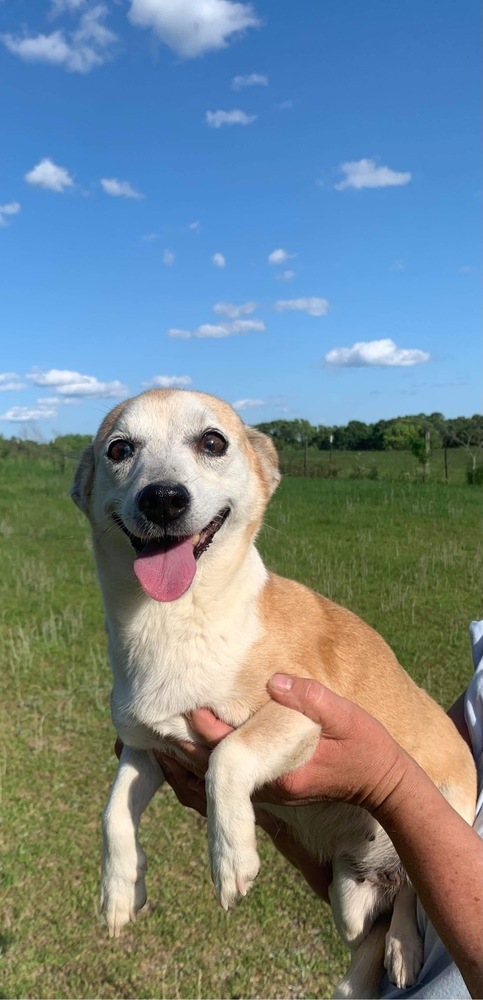 Yellow lab jack russell best sale terrier mix