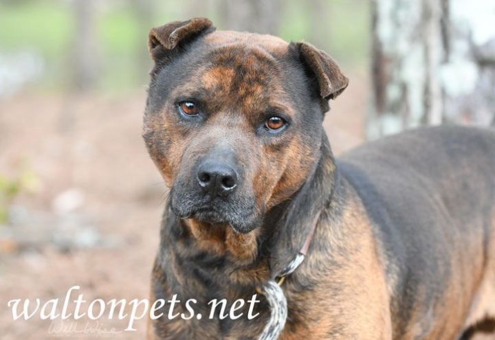 Ding Ding #11507, an adopted Shar-Pei & Chow Chow Mix in Monroe, GA_image-1