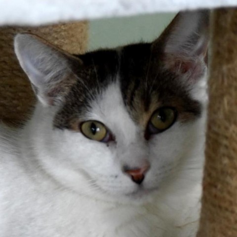 Maya, an adoptable Manx in Jupiter, FL, 33458 | Photo Image 4