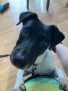 Simon