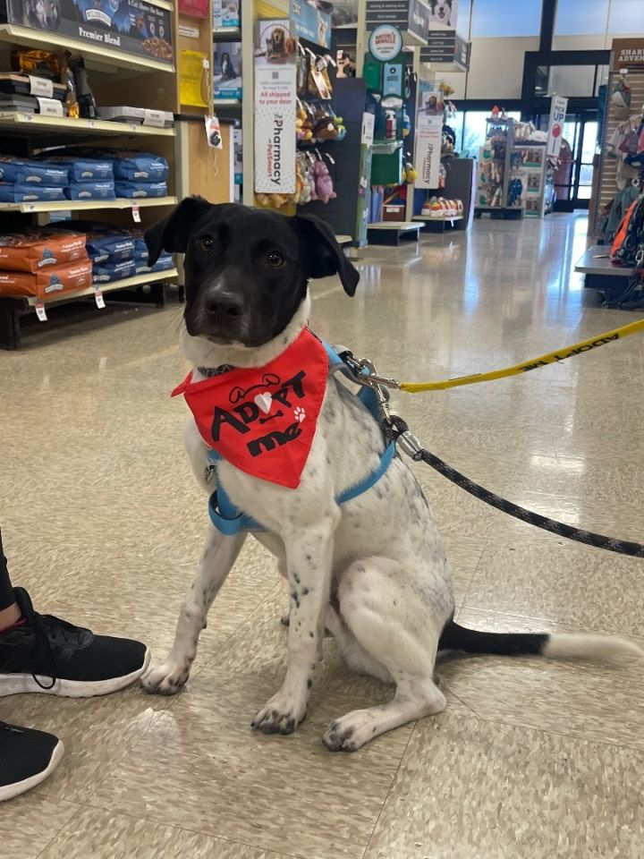 Simon, an adopted Terrier & Pointer Mix in Oswego, IL_image-1