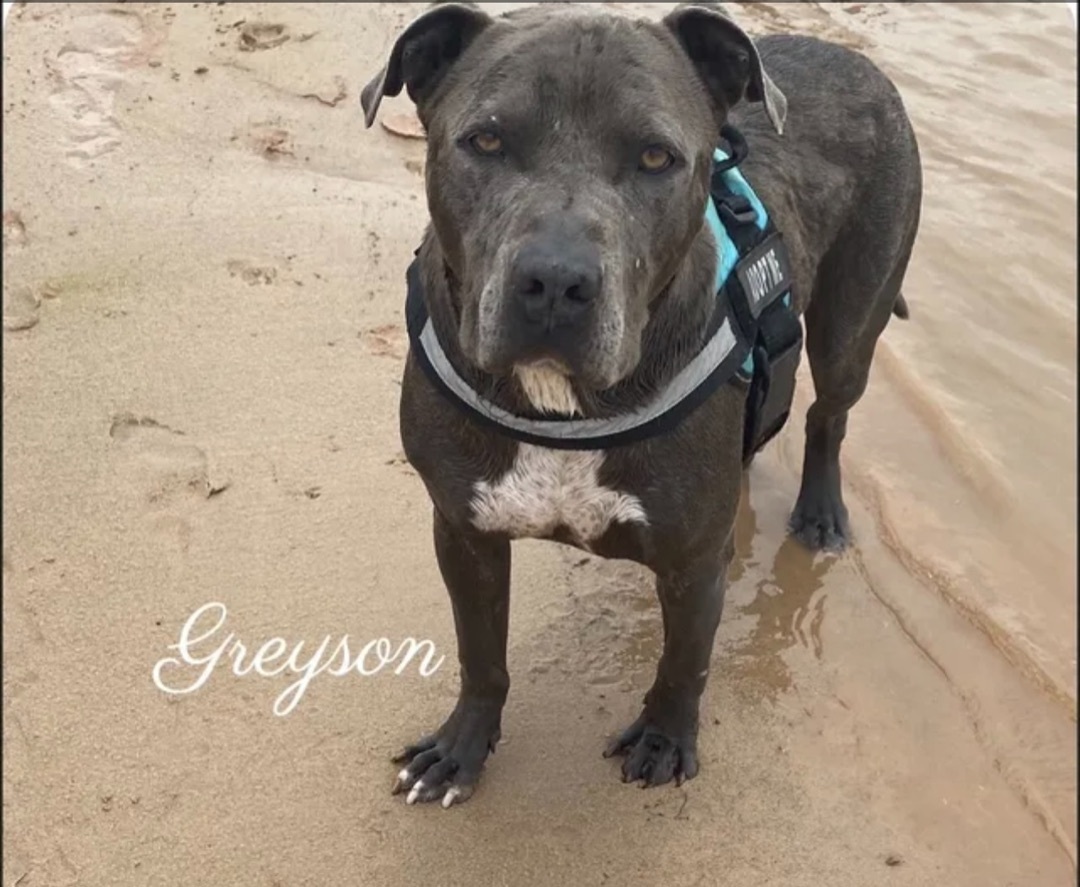 GREYSON , an adoptable Pit Bull Terrier in Canyon, TX, 79015 | Photo Image 1