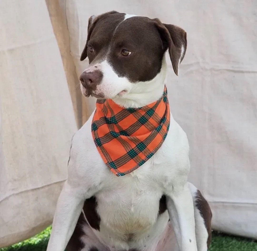 Roxy, an adoptable Pointer, Pit Bull Terrier in Canyon, TX, 79015 | Photo Image 1