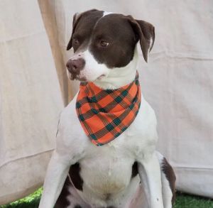 Roxy, Adult Female Pointer