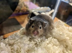 Hammond "Hammy"
