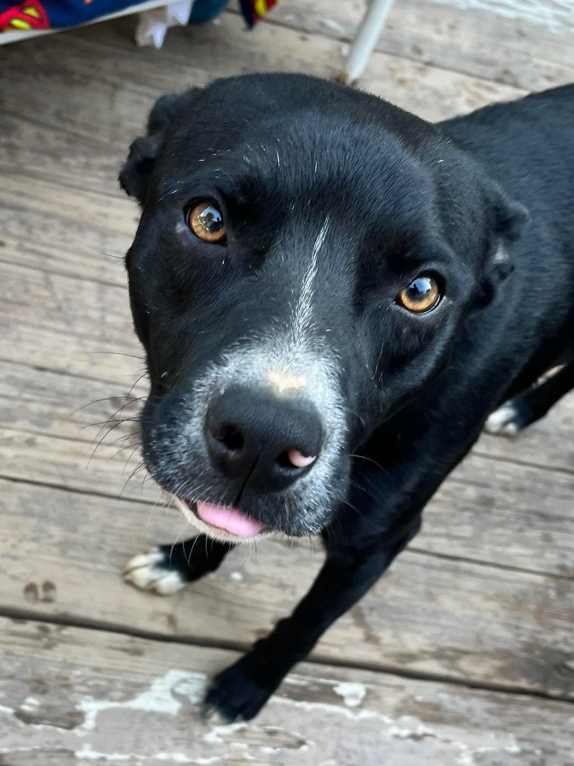 Dog for adoption Pepper, a Labrador Retriever & Pit Bull Terrier Mix