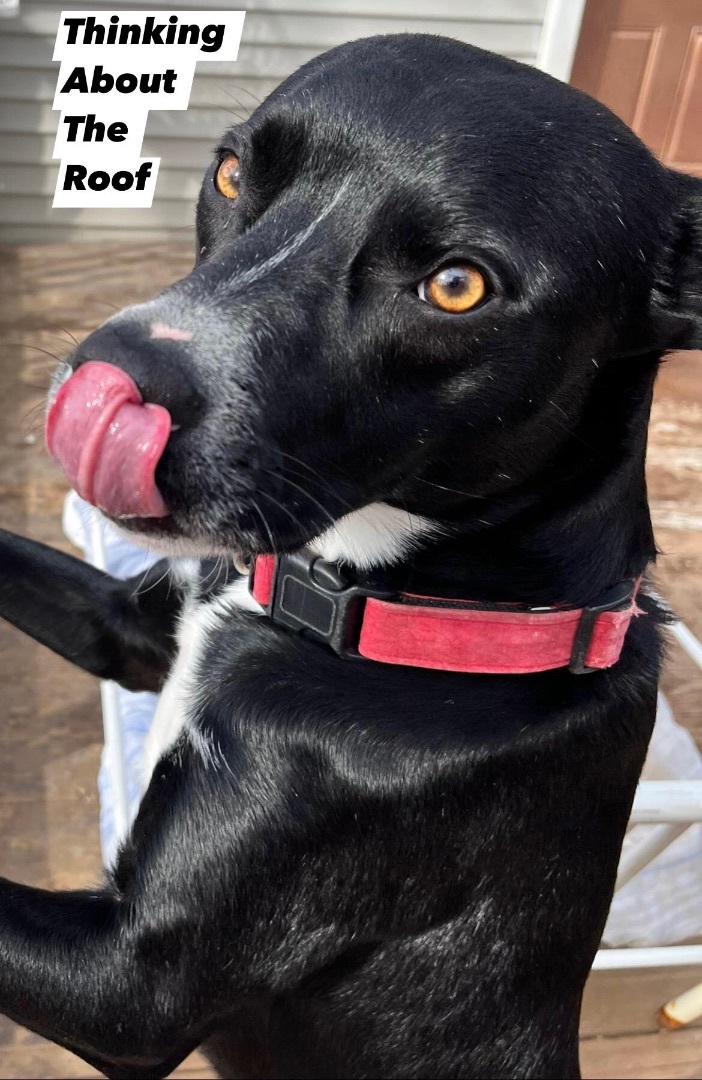 Pepper, an adoptable Labrador Retriever & Pit Bull Terrier Mix in Scranton, PA_image-3